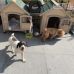 Dog House Outdoor Solid Wood Kennel 